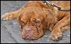 DSC_0957.jpg
